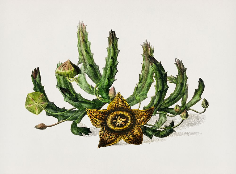 Carrion-flower (Stapelia variegata) illustrated by Charles Dessalines D' Orbigny (1806-1876). Digitally enhanced from our…
