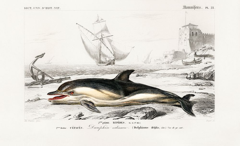 Delphinus delphis illustrated by Charles Dessalines D' Orbigny (1806-1876). Digitally enhanced from our own 1892 edition of…