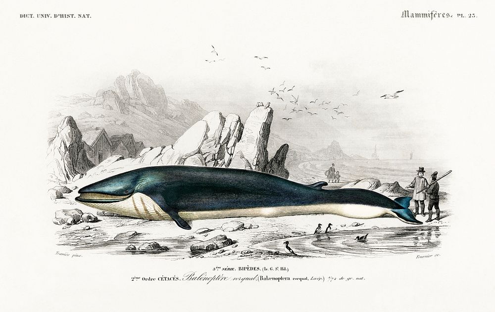 Balaenoptera rorqual illustrated by Charles Dessalines D' Orbigny (1806-1876). Digitally enhanced from our own 1892 edition…