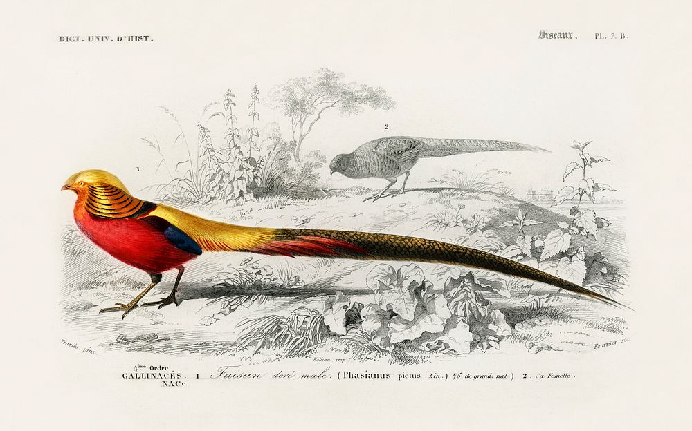 Male golden pheasant illustrated by Charles Dessalines D' Orbigny (1806-1876). Digitally enhanced from our own 1892 edition…