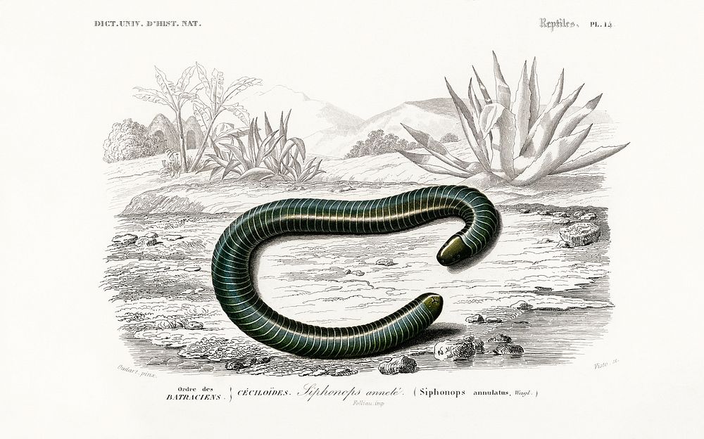 Ringed caecilian (Siphonops annulatus) illustrated by Charles Dessalines D' Orbigny (1806-1876). Digitally enhanced from our…