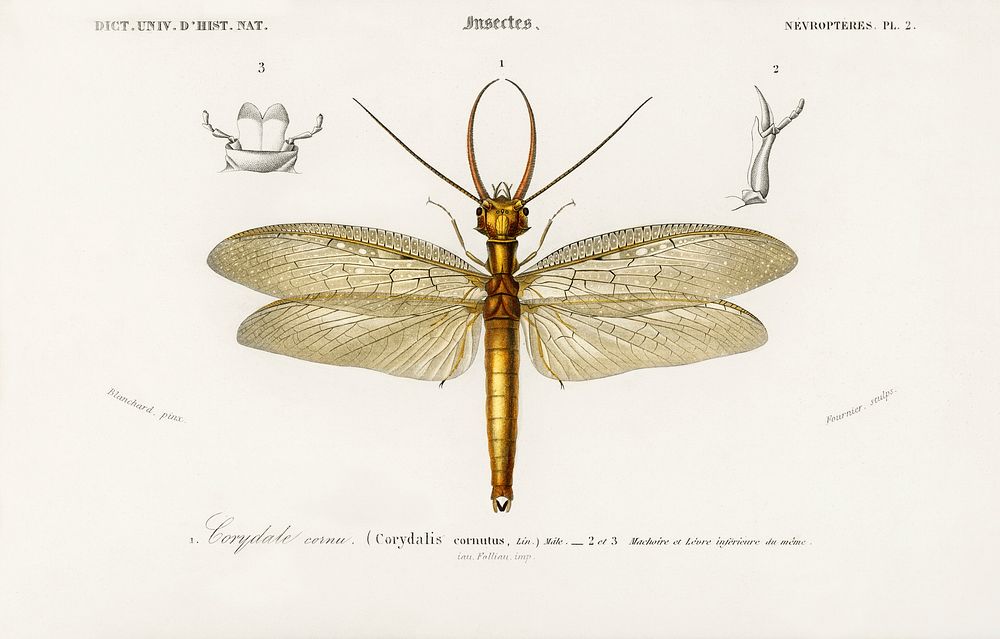 Eastern dobsonfly (Corydalus cornutus) illustrated by Charles Dessalines D' Orbigny (1806-1876). Digitally enhanced from our…