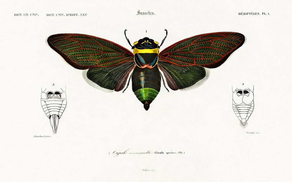 Gian cicuda (Cicada speciosa) illustrated by Charles Dessalines D' Orbigny (1806-1876). Digitally enhanced from our own 1892…
