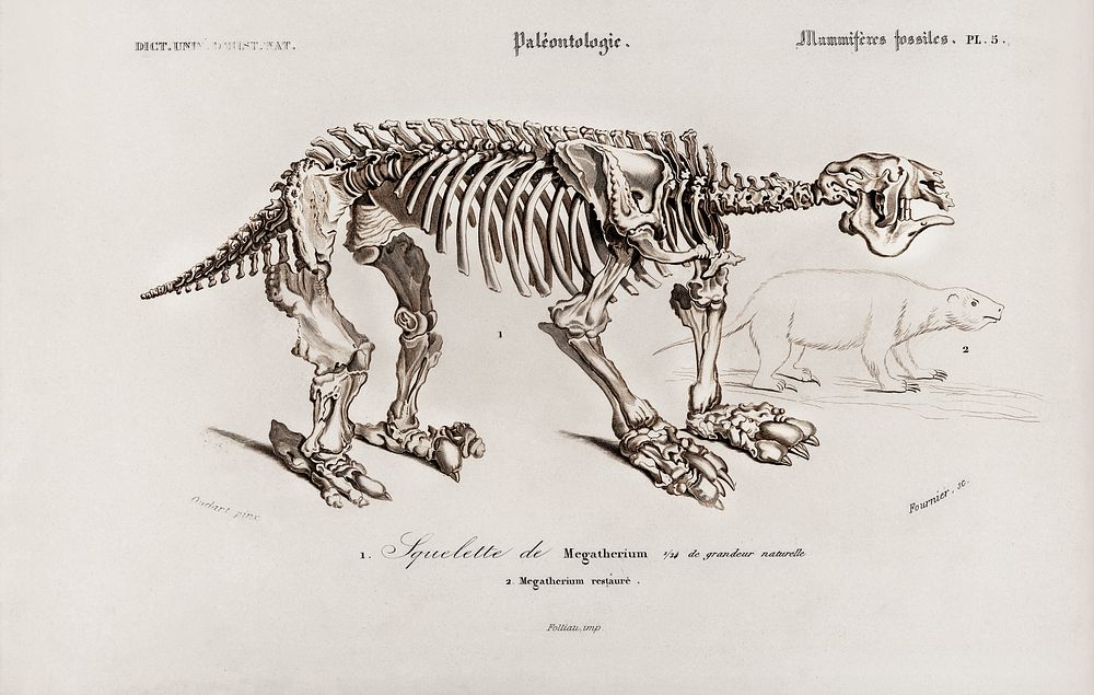 Megatherium illustrated by Charles Dessalines D' Orbigny (1806-1876). Digitally enhanced from our own 1892 edition of…