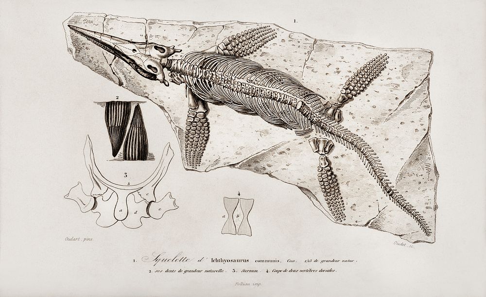 Chthyosaurus illustrated by Charles Dessalines D' Orbigny (1806-1876). Digitally enhanced from our own 1892 edition of…