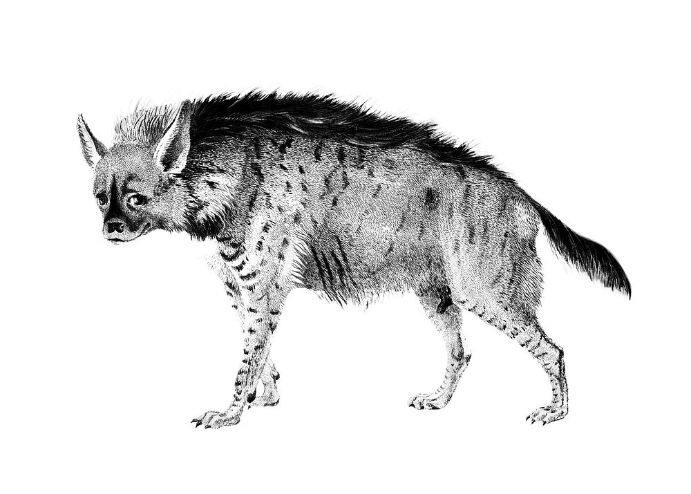 Vintage illustrations of Striped hyena