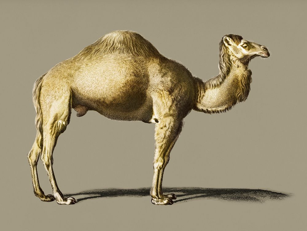 Vintage Illustration of Camel.