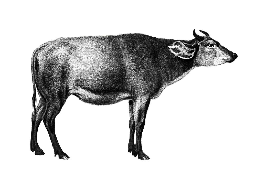 Vintage illustrations of Cow
