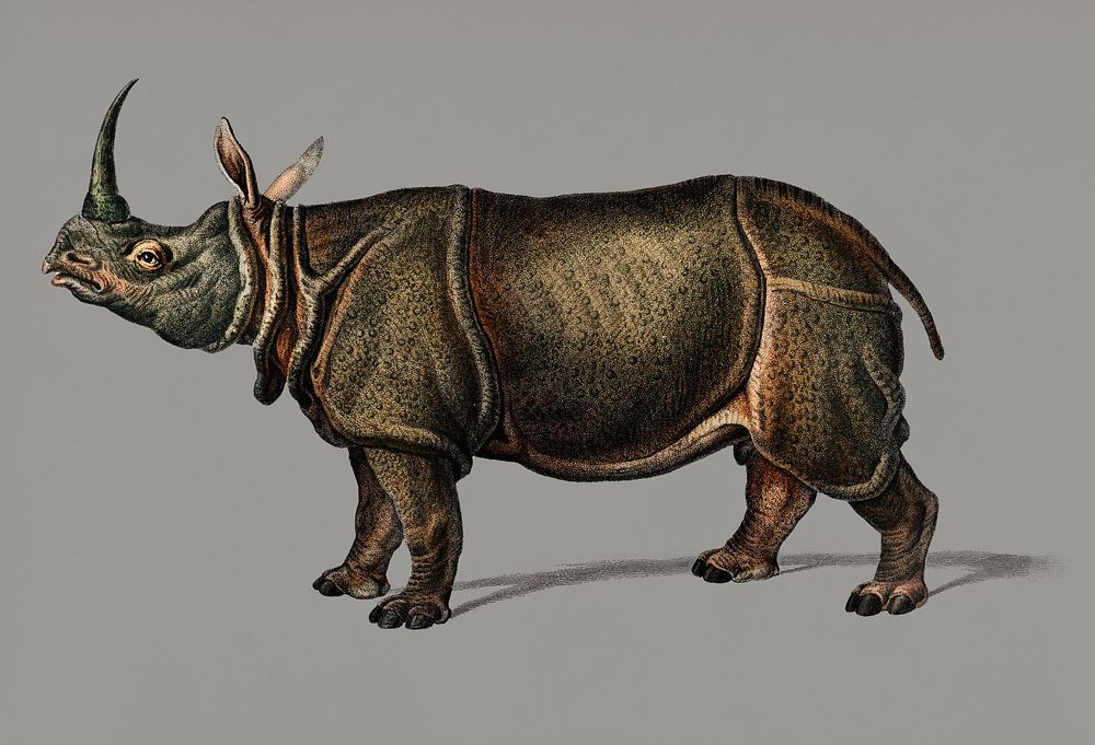 Vintage Illustrration of Indian rhinoceros.