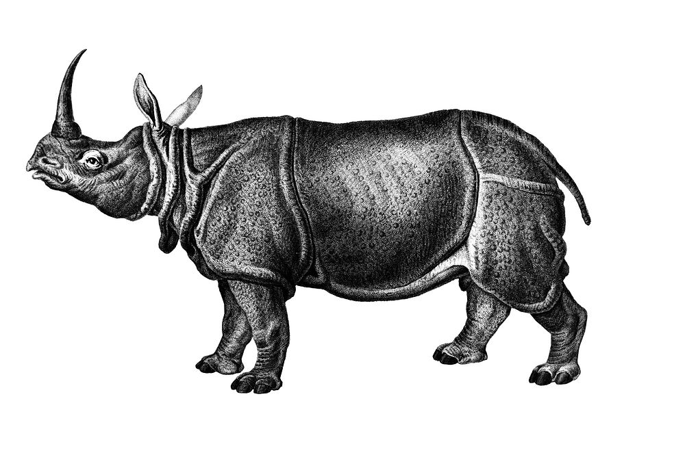 Vintage illustrations of Indian rhinoceros