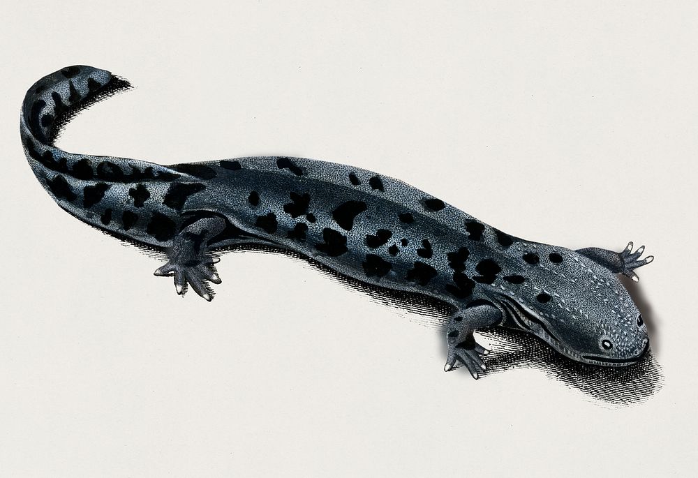 Hellbender Salamander (Cryptobranchus alleganiensis) illustrated by Charles Dessalines D' Orbigny (1806-1876). Digitally…