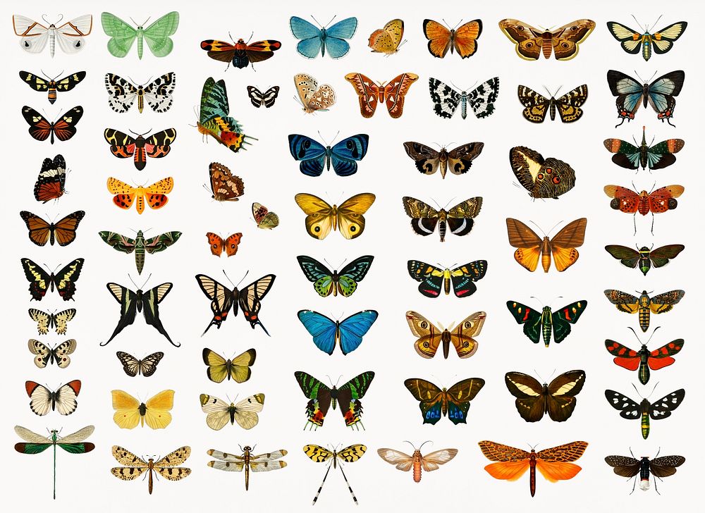 Different types of butterflies and moths illustrated by Charles Dessalines D' Orbigny (1806-1876). Digitally enhanced from…