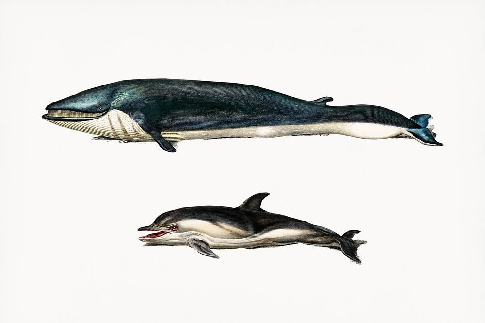 Whale and dolphins illustrated by Charles Dessalines D' Orbigny (1806-1876). Digitally enhanced from our own 1892 edition of…