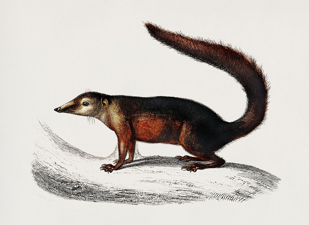 Common Treeshrew (Tupaia Glis) illustrated by Charles Dessalines D' Orbigny (1806-1876). Digitally enhanced from our own…