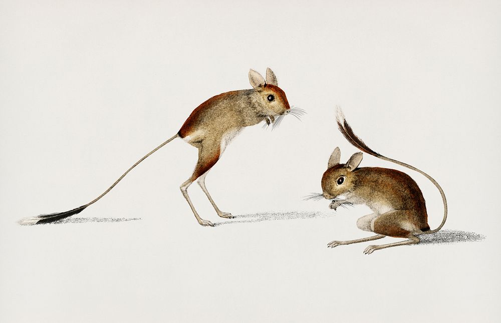 Jerboa (Dipus) illustrated by Charles Dessalines D' Orbigny (1806-1876). Digitally enhanced from our own 1892 edition of…