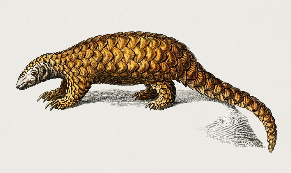 Indian Pangolin (Manis crassicaudata) illustrated by Charles Dessalines D' Orbigny (1806-1876). Digitally enhanced from our…