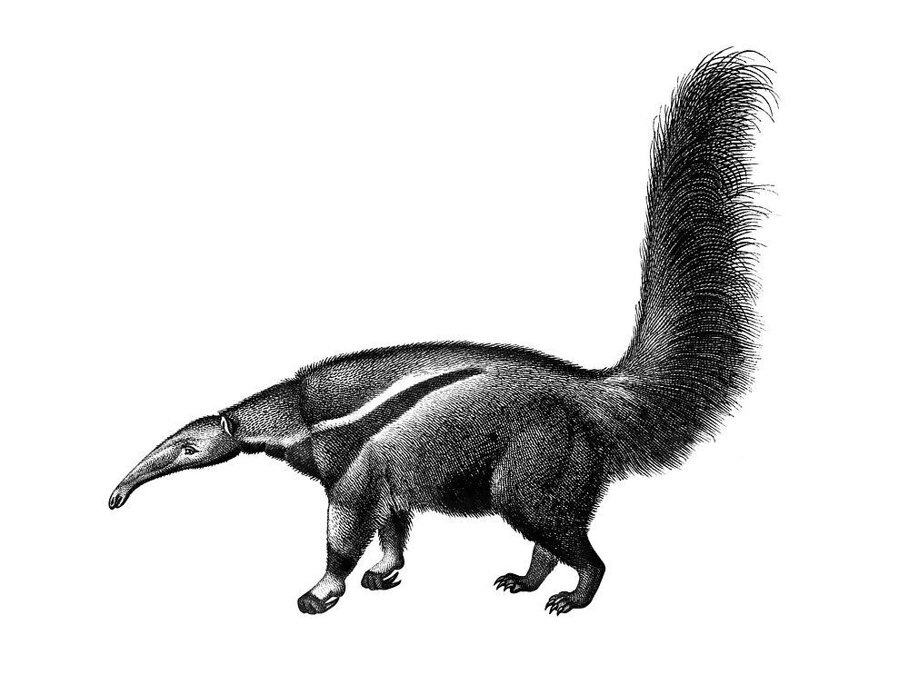 Vintage illustrations of Giant anteater