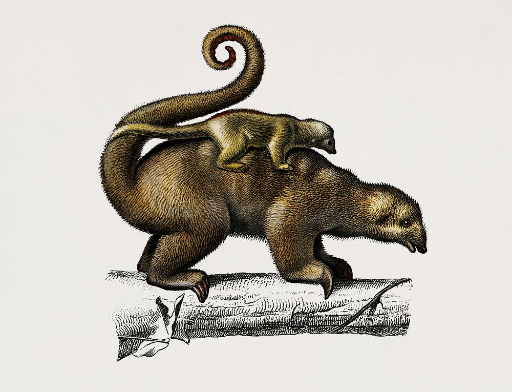 Pygmy anteater (Cyclopes didactylus) illustrated by Charles Dessalines D' Orbigny (1806-1876). Digitally enhanced from our…