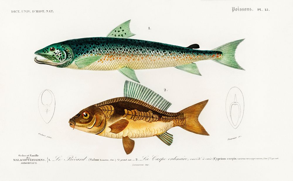 Salmo Hamatus and Cyprinus Carpio illustrated by Charles Dessalines D' Orbigny (1806-1876). Digitally enhanced from our own…