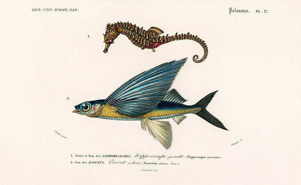 Lined seahorse (Hippocampus Erectus) and Stropical two wing flying fish (Exocoetus Volitan) illustrated by Charles…