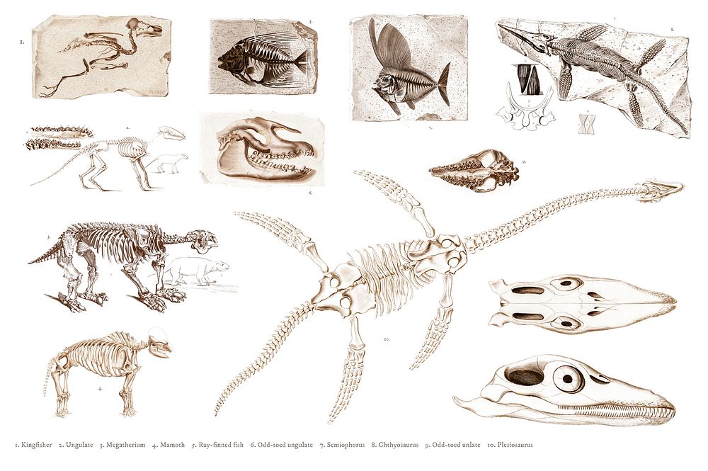 Different types of ancient fossils illustrated by Charles Dessalines D' Orbigny (1806-1876). Digitally enhanced from our own…