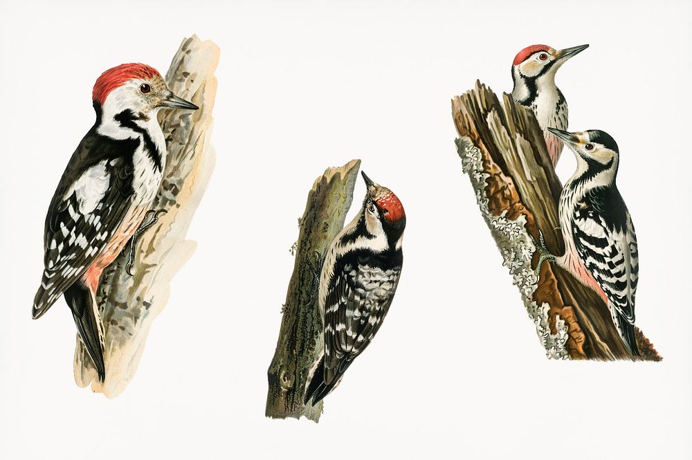 Handrawing of woodpecker birds illustrated by the von Wright brothers. Digitally enhanced from our own 1929 folio version of…