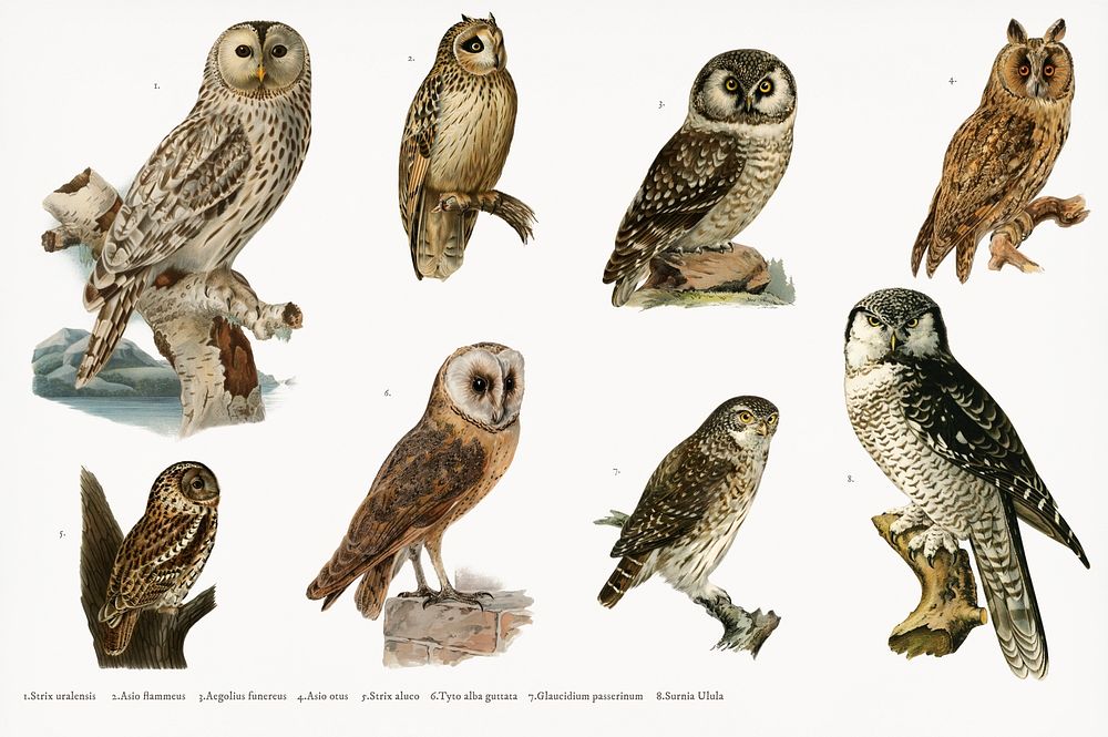 Hand drawing set of owls illustrated by the von Wright brothers. Digitally enhanced from our own 1929 folio version of…
