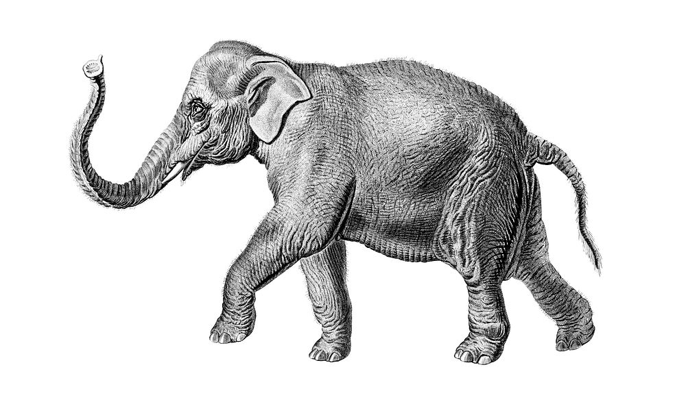 Vintage illustrations of Asiatic elephant