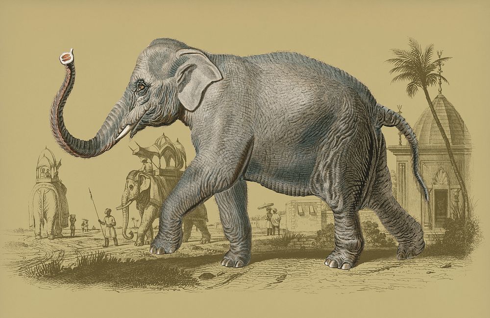 Vintage Illustration of Asiatic elephant.