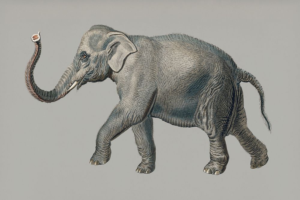 Vintage Illustration of Asiatic elephant