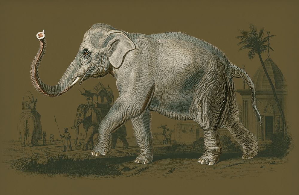 Vintage Illustration of Asiatic elephant.