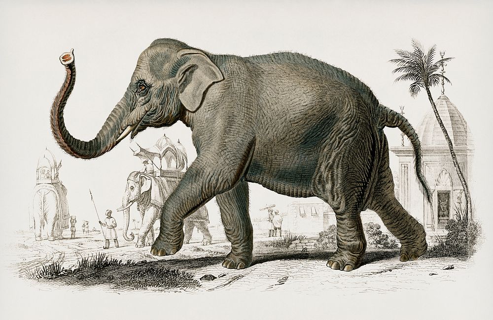 Vintage Illustration of Asiatic elephant (Elephas maximus) indicus