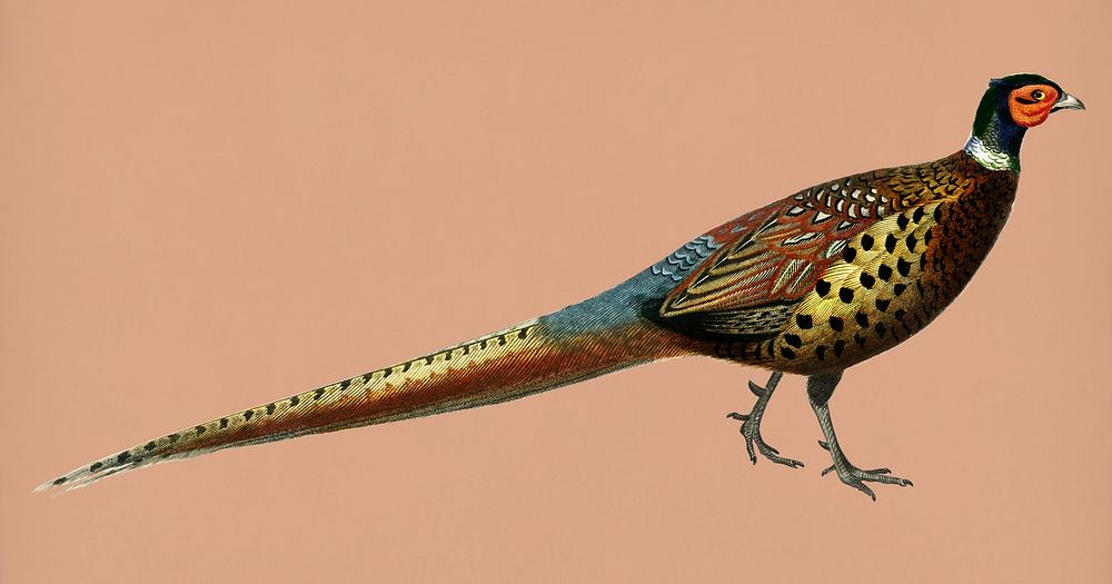 Vintage Illustration of Ring-necked pheasant.