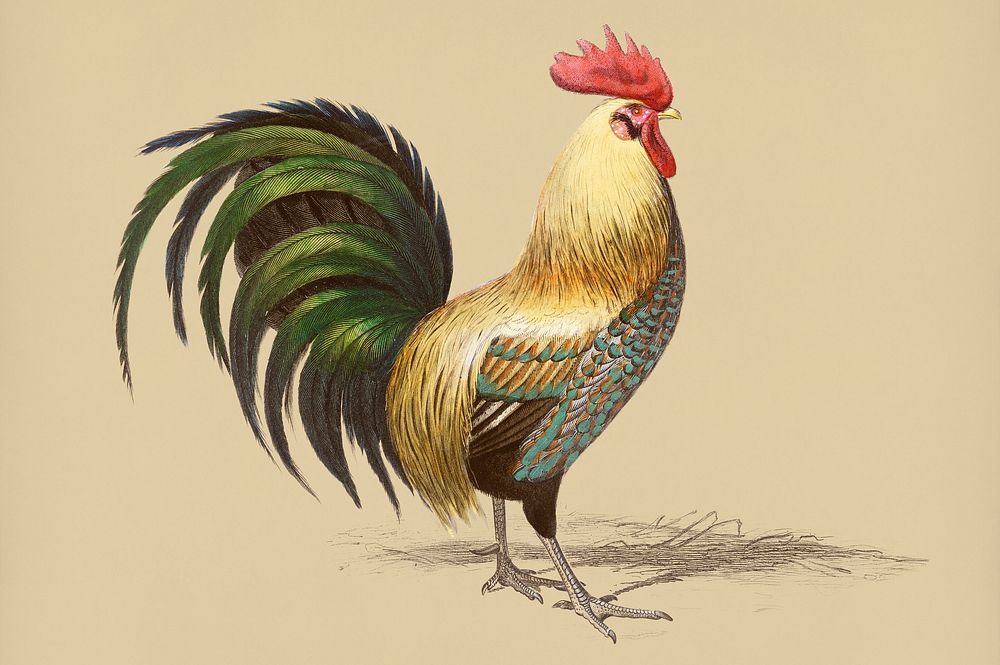 Vintage Illustration of Cock.