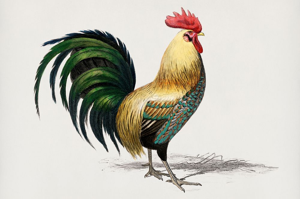 Vintage Illustration of Cock