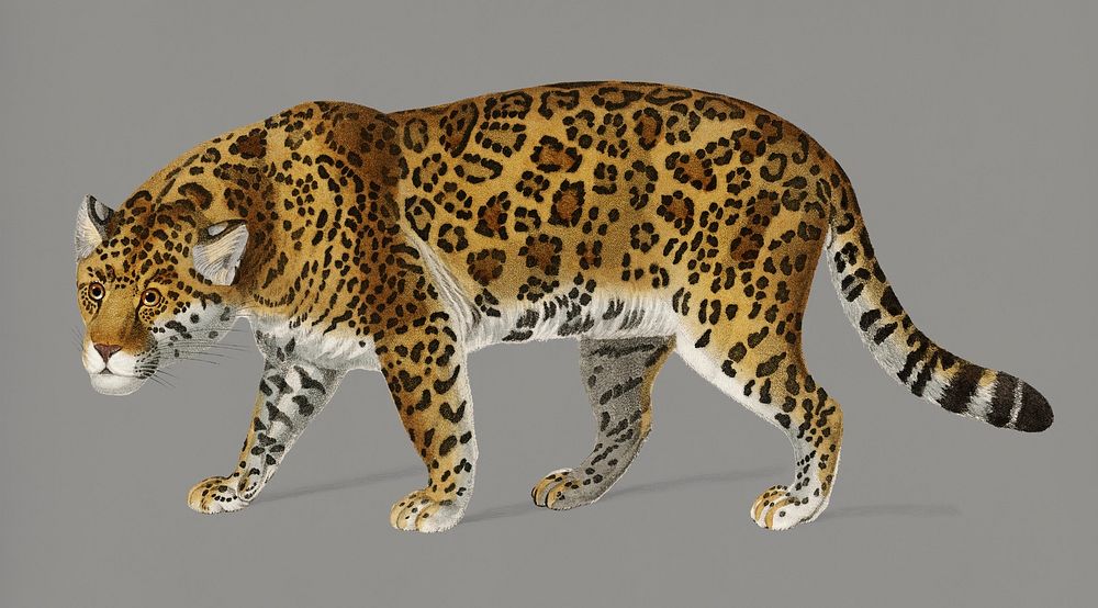 Vintage Illustration of Jaguar.