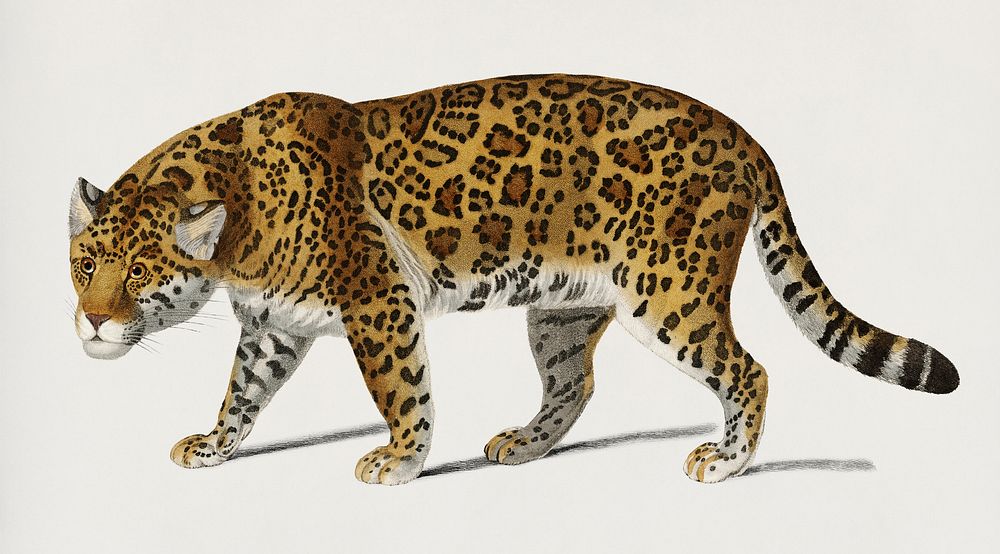 Vintage Illustration of Jaguar (Panthera Onca)