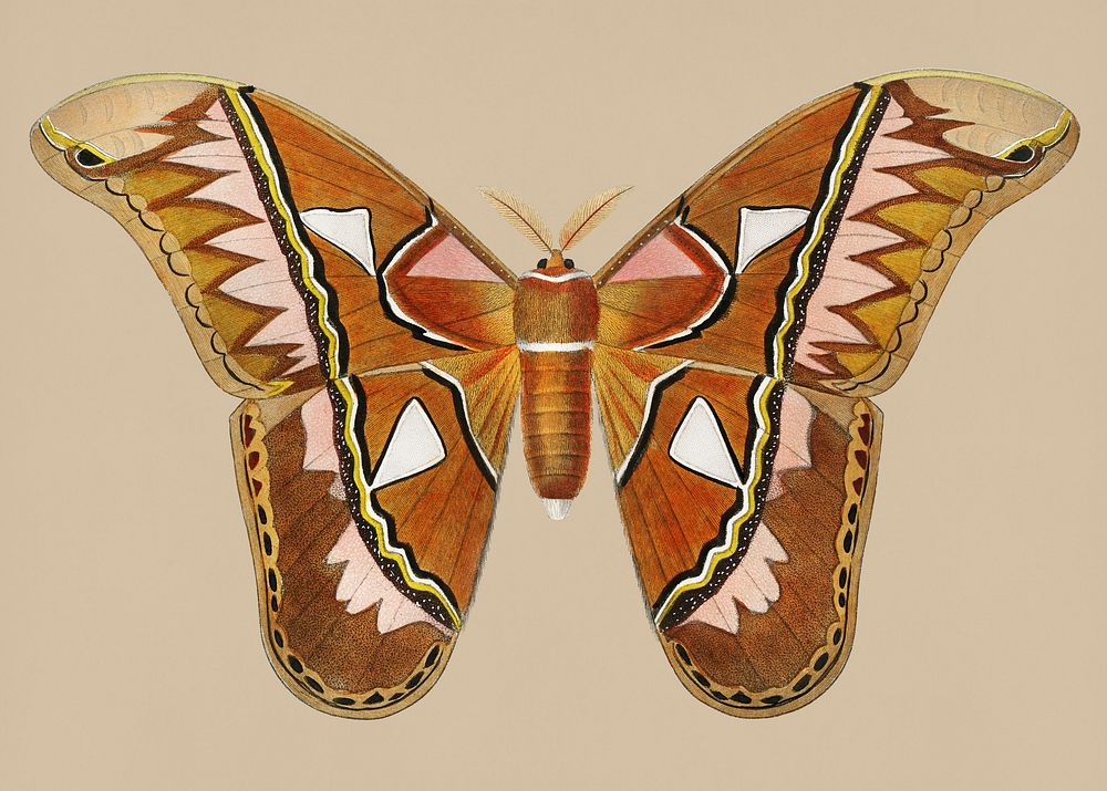 Vintage Illustration of Attacus Atlas Moth.