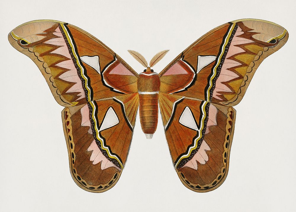 Vintage Illustration of Attacus Atlas Moth (Attacus Aurora)