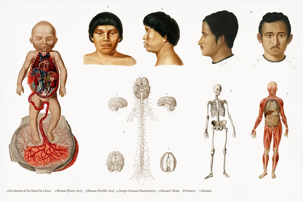 Human anatomy illustrated by Charles Dessalines D' Orbigny (1806-1876). Digitally enhanced from our own 1892 edition of…