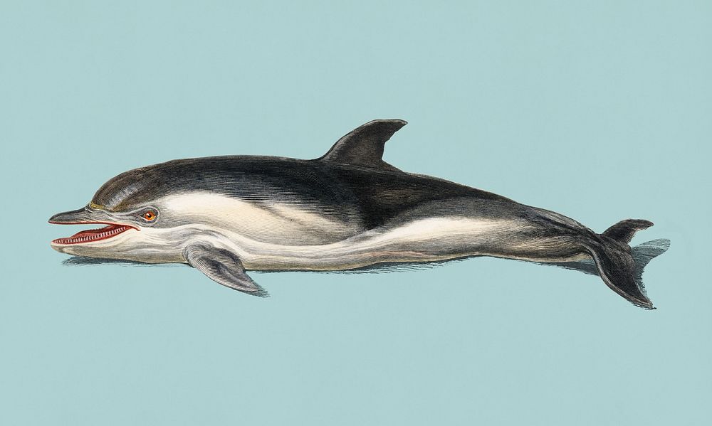 Vintage Illustration of Short-beaked common dolphin.