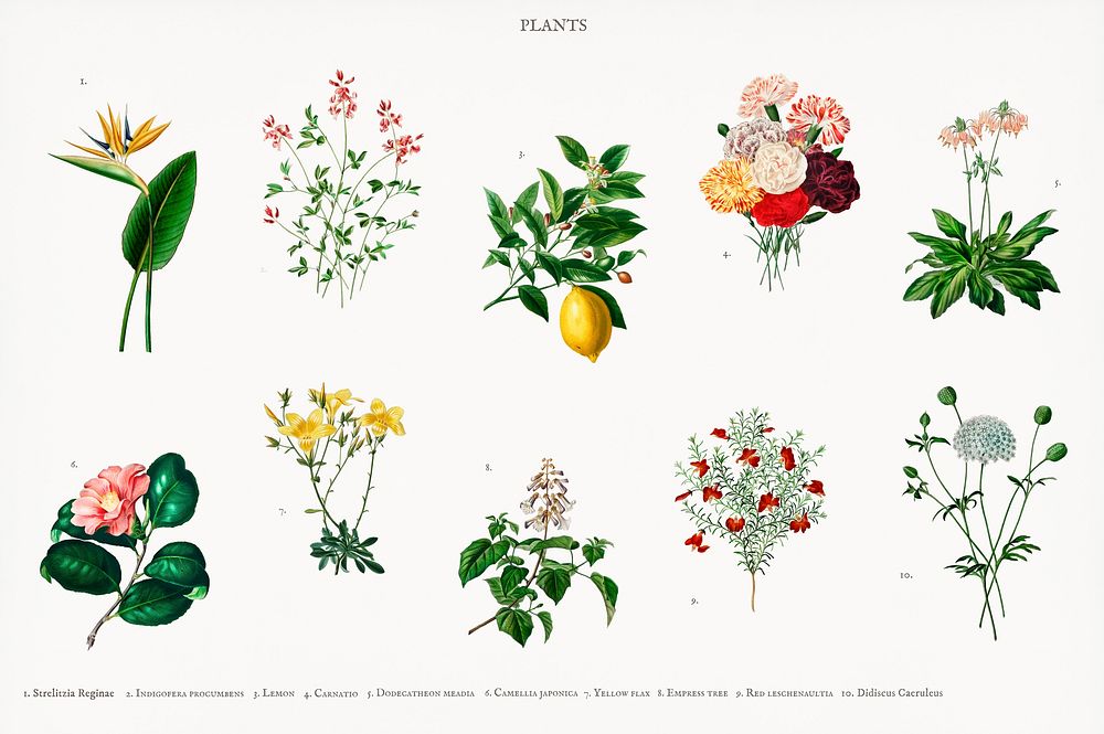 Different types of plants illustrated by Charles Dessalines D' Orbigny (1806-1876). Digitally enhanced from our own 1892…