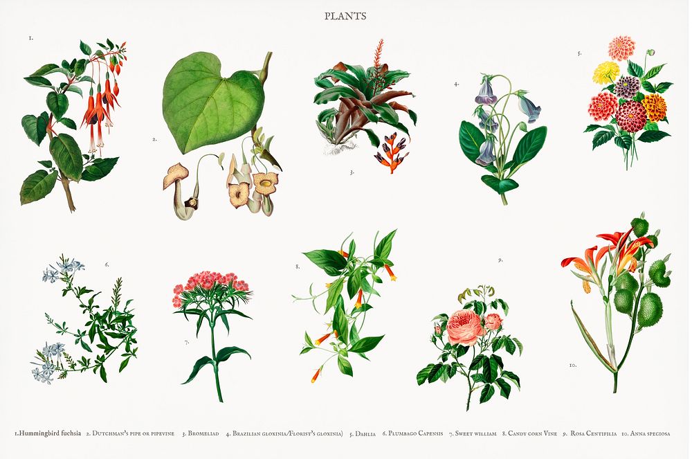 Types of illustrations. Different Types of Plants. Images flowering Plants Top collection of different Types of.