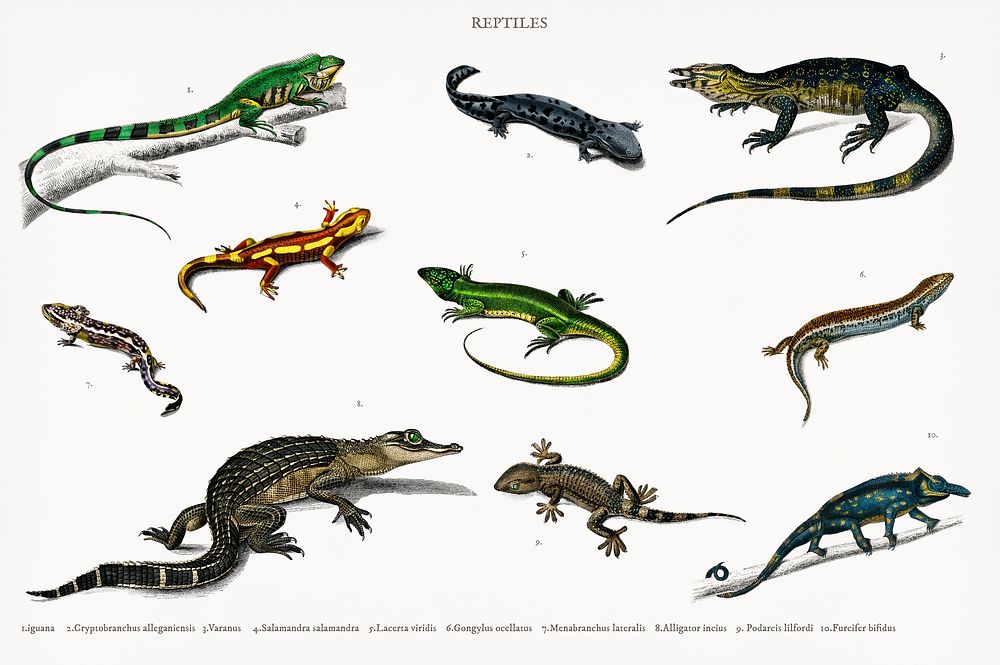 Different types of reptiles illustrated by Charles Dessalines D' Orbigny (1806-1876). Digitally enhanced from our own 1892…