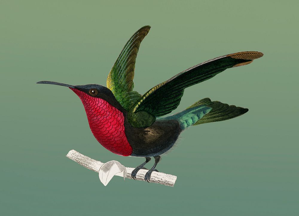 Vintage Illustration of Garnet-throated hummingbird.