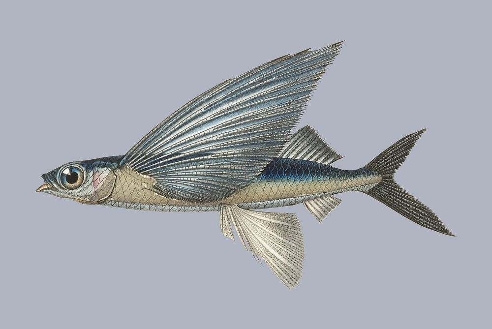 Vintage Illustration of Stropical two wing flying fish.