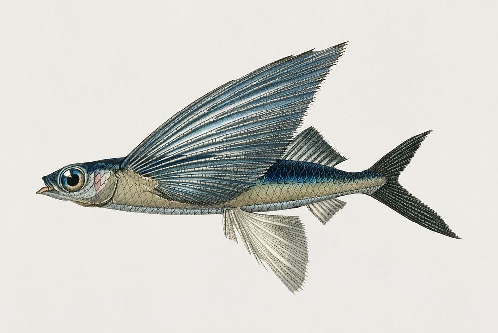 Vintage Illustration of Stropical two wing flying fish (Exocoetus Volitan)