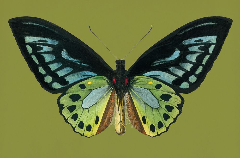 Vintage Illustration of Green birdwing.