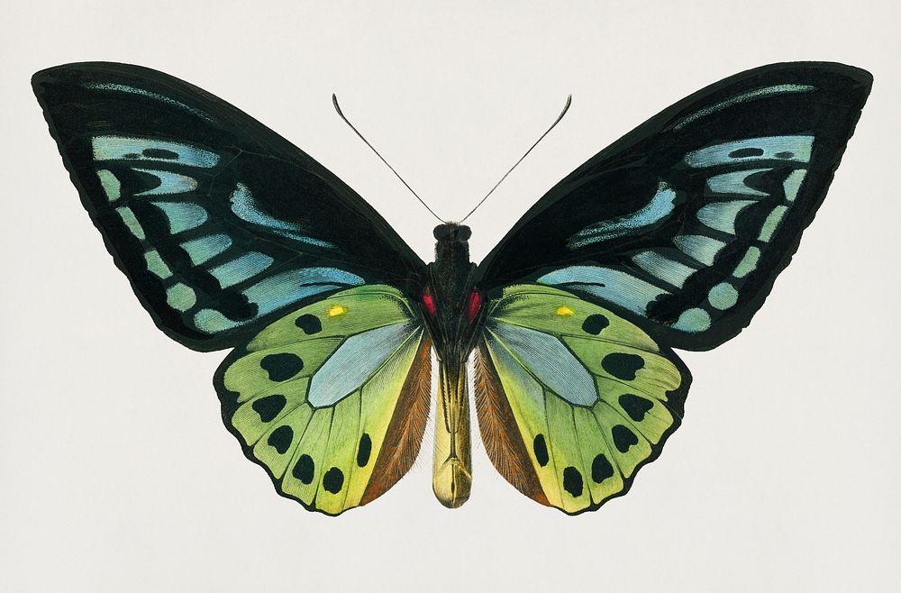 Vintage Illustration of Green birdwing (Ornithoptera priamus)