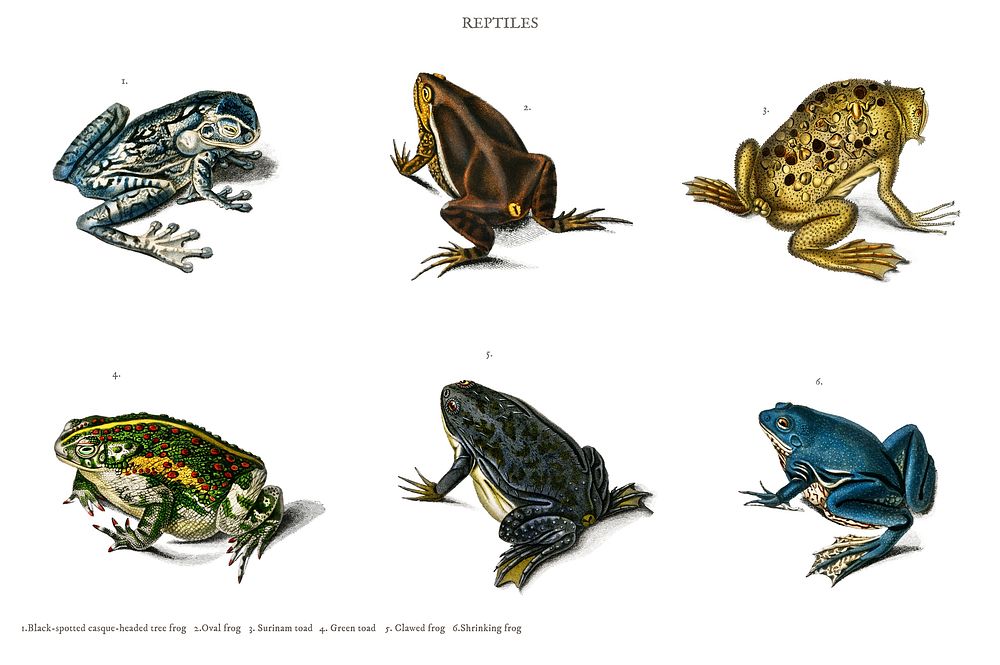 Different types of frogs illustrated by Charles Dessalines D' Orbigny (1806-1876). Digitally enhanced from our own 1892…